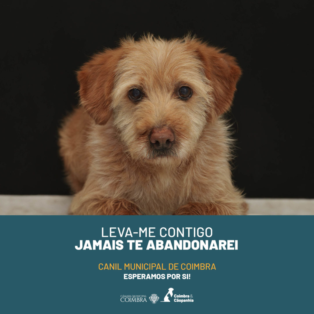 El Ayuntamiento de Coimbra relanza la campaña de adopción responsable de animales de la Perrera Municipal