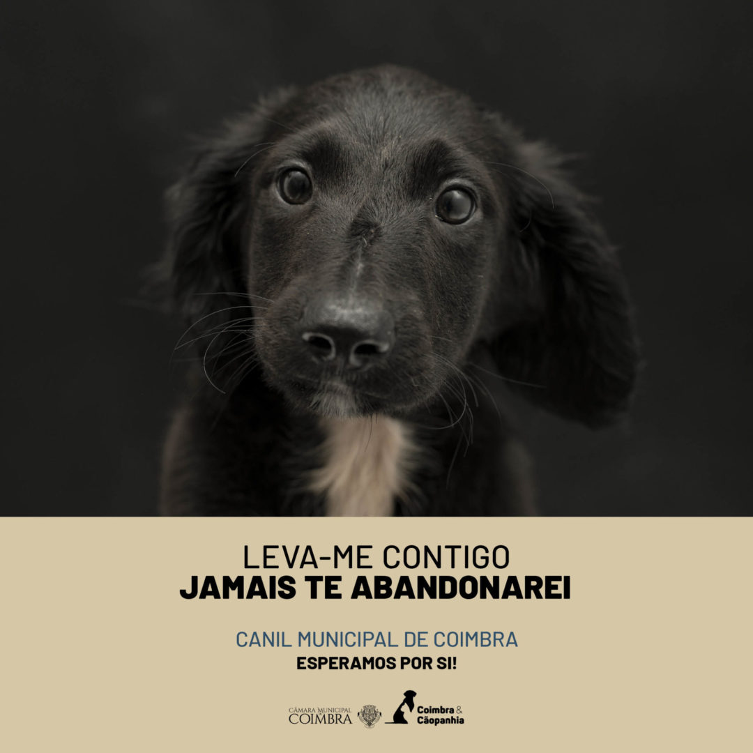 El Ayuntamiento de Coimbra relanza la campaña de adopción responsable de animales de la Perrera Municipal