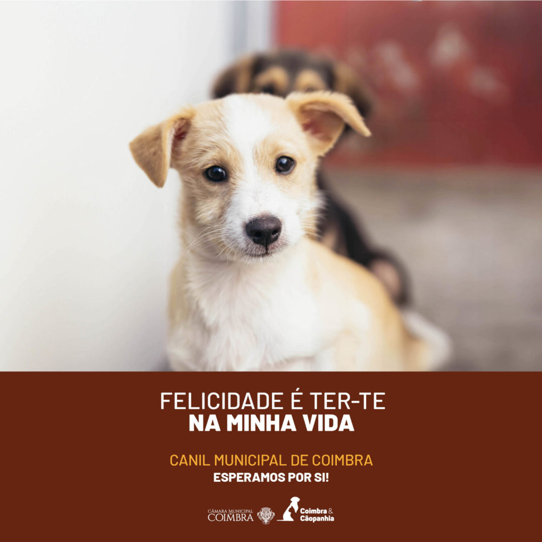 El Ayuntamiento de Coimbra relanza la campaña de adopción responsable de animales de la Perrera Municipal