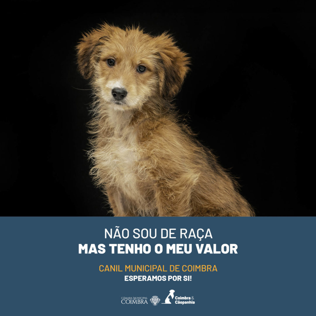 El Ayuntamiento de Coimbra relanza la campaña de adopción responsable de animales de la Perrera Municipal