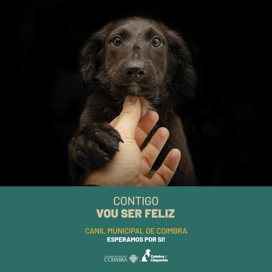 El Ayuntamiento de Coimbra relanza la campaña de adopción responsable de animales de la Perrera Municipal