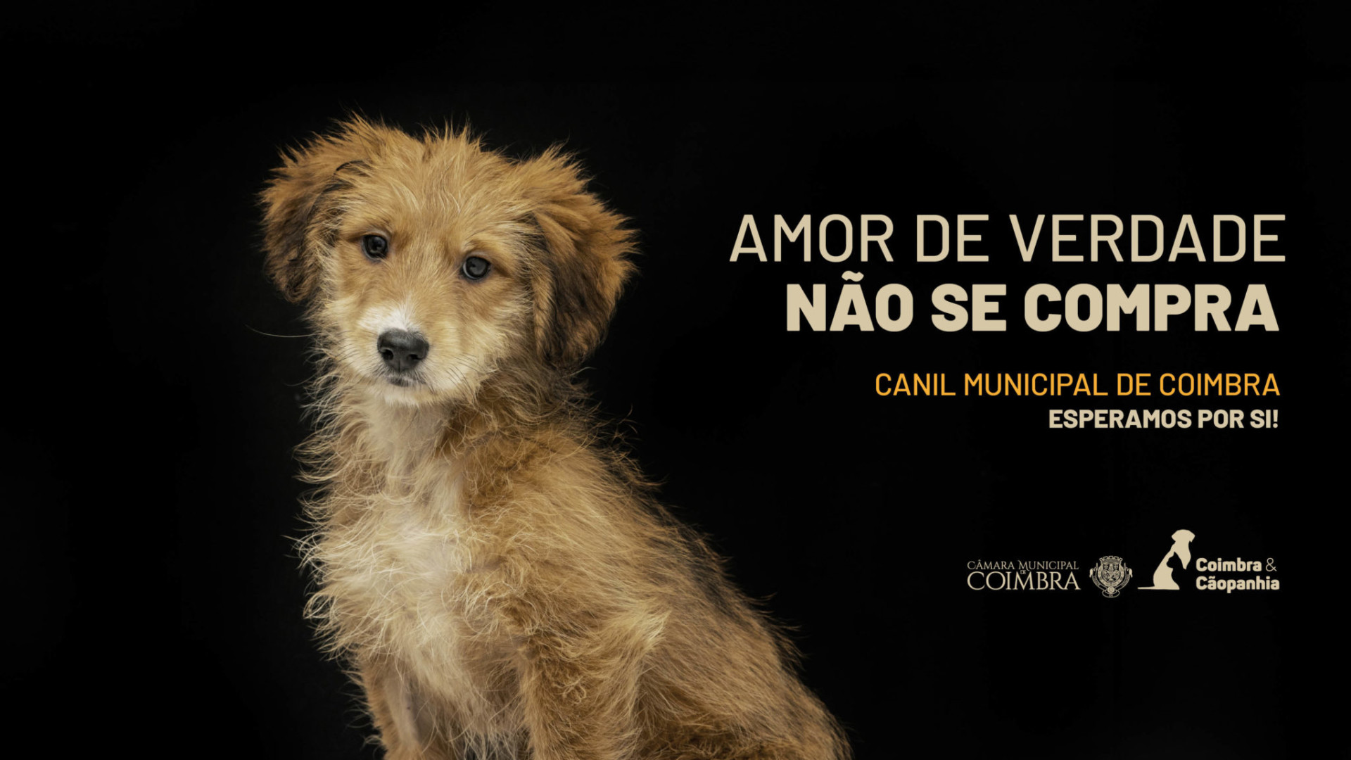 CM de Coimbra relança campanha para adoção responsável de animais do Canil Municipal