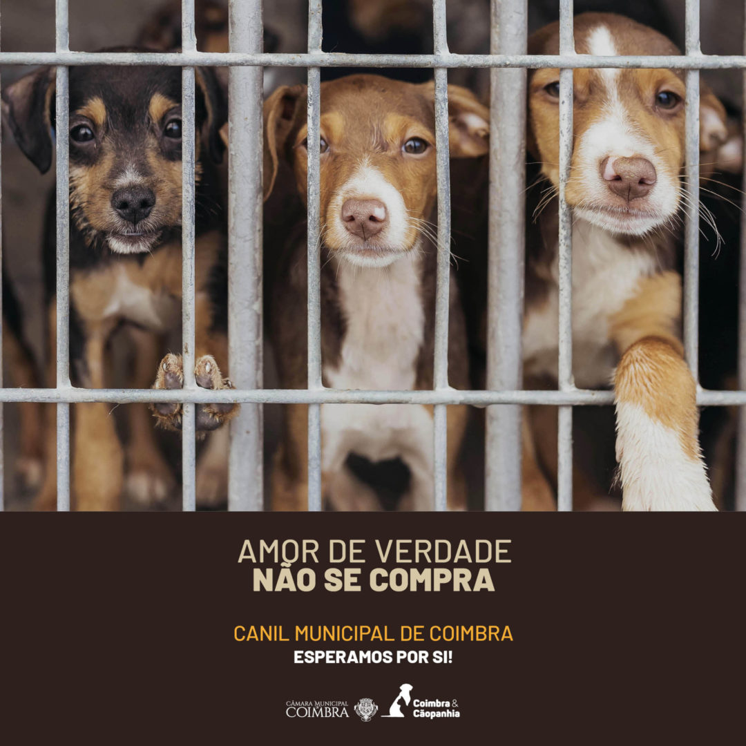 CM de Coimbra relança campanha para adoção responsável de animais do Canil Municipal